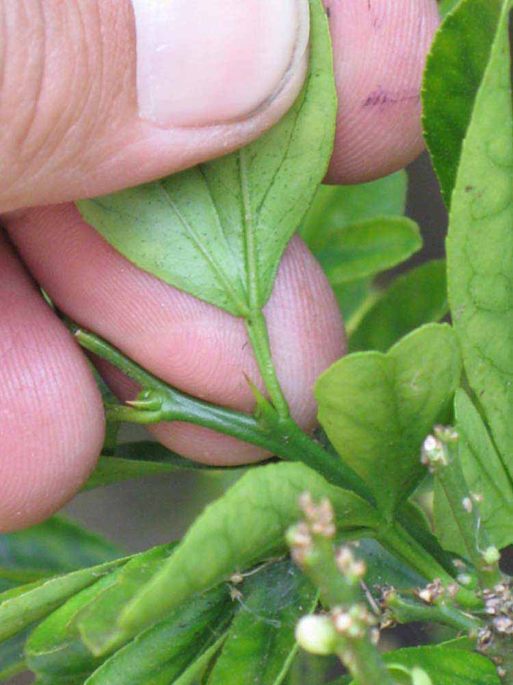              Petiole (Riverside, CA)       